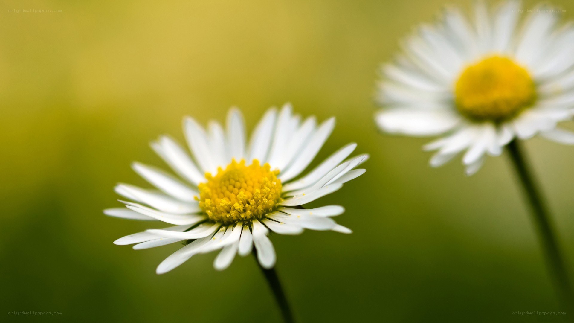 White daisies in a field