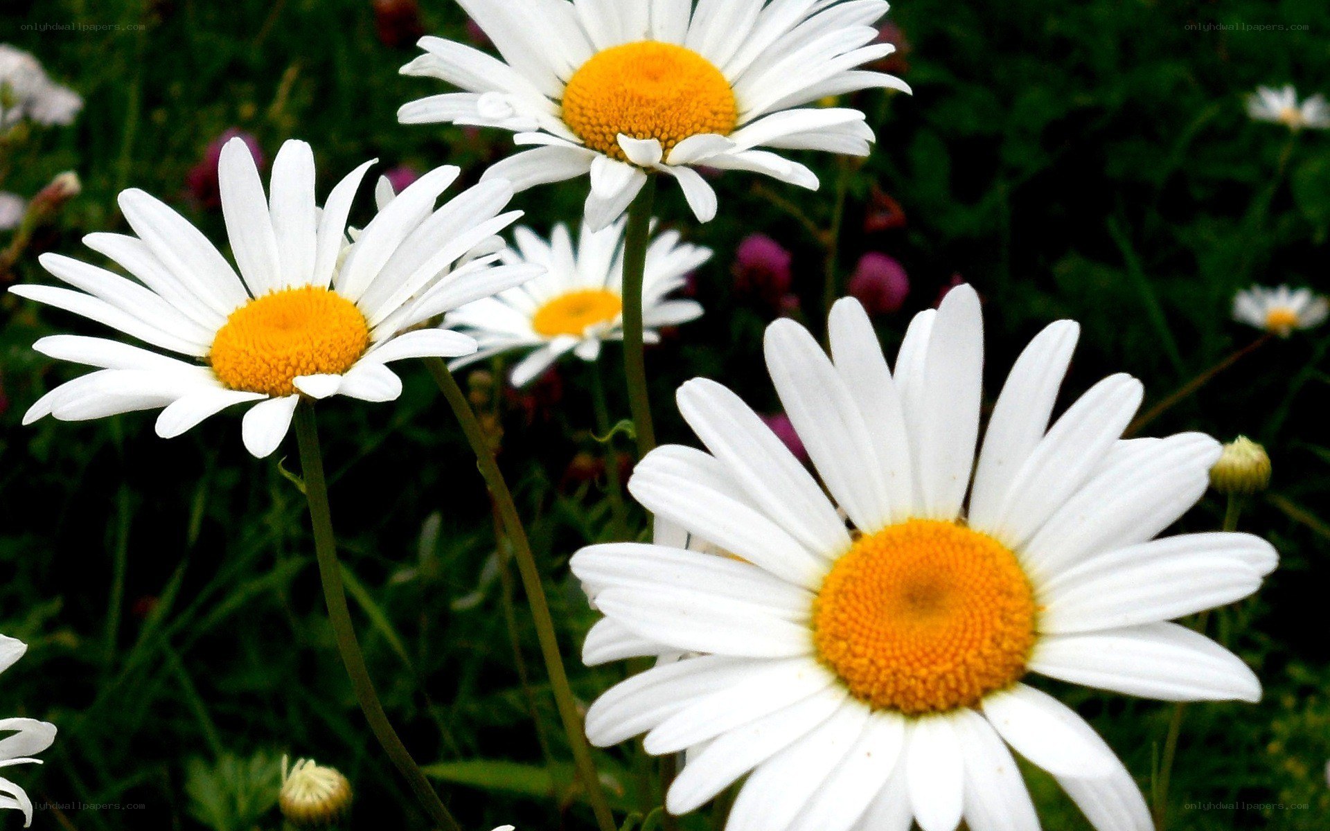White daisies in a field