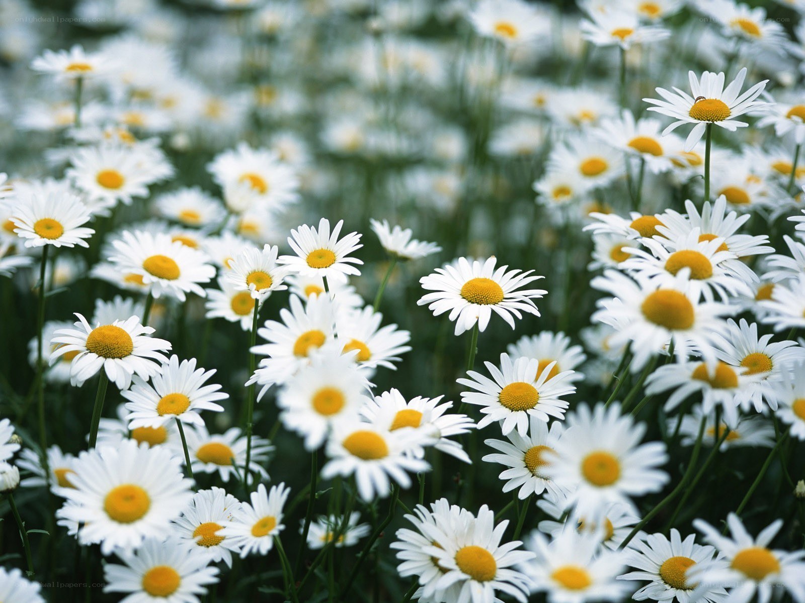 White daisies in a field