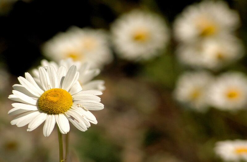White daisies in a field