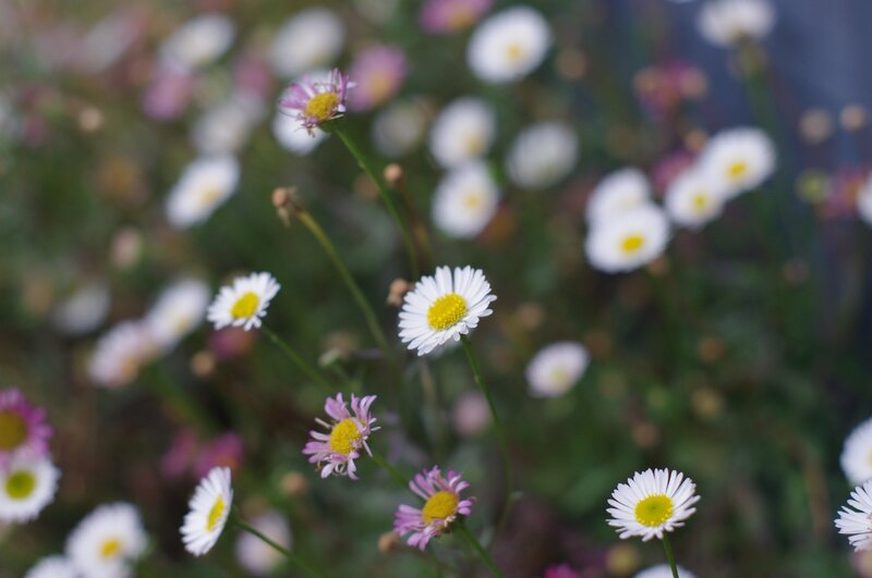 White daisies in a field