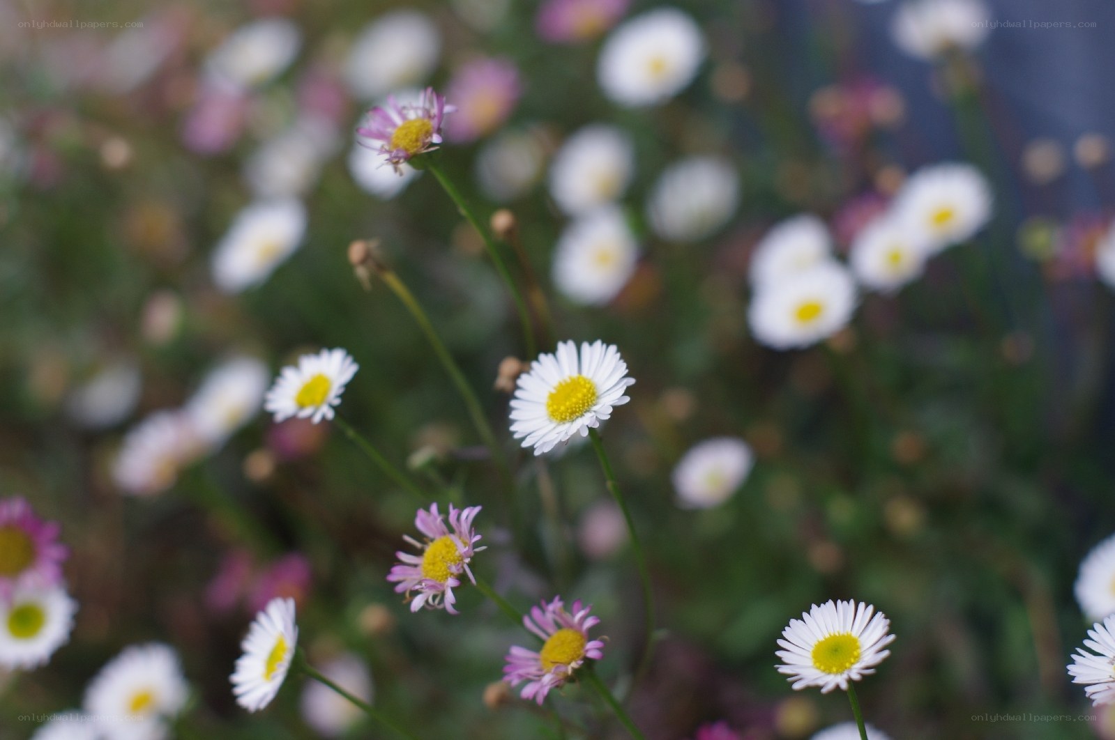 White daisies in a field
