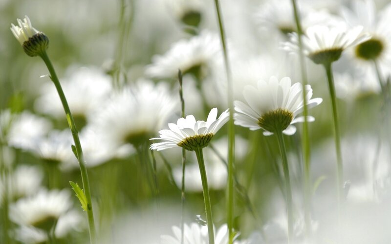 White daisies in a field