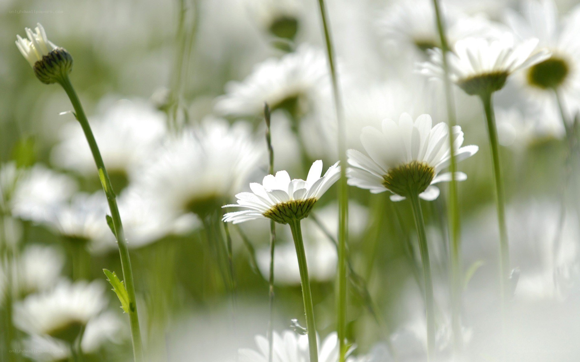 White daisies in a field
