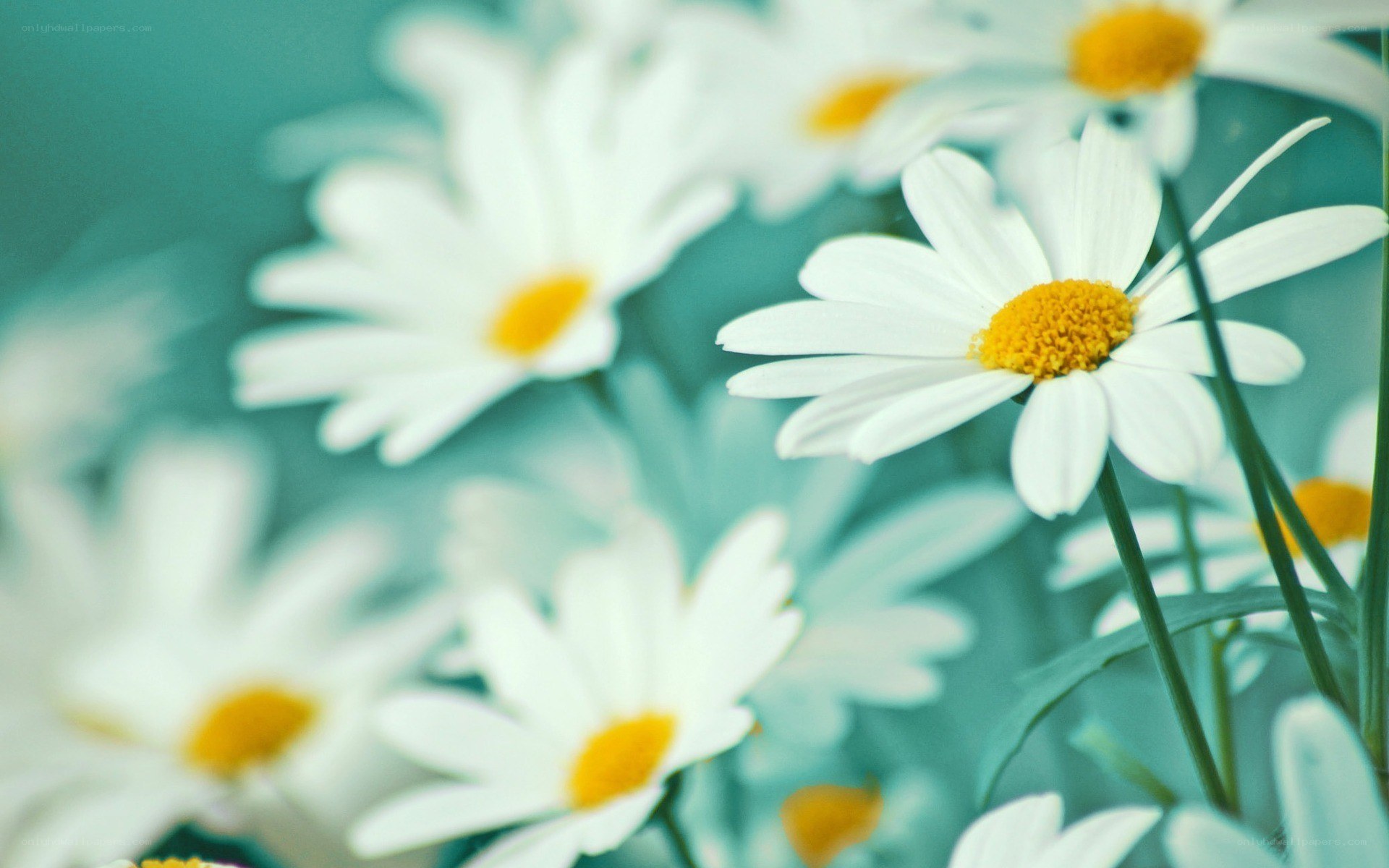 White daisies in a field