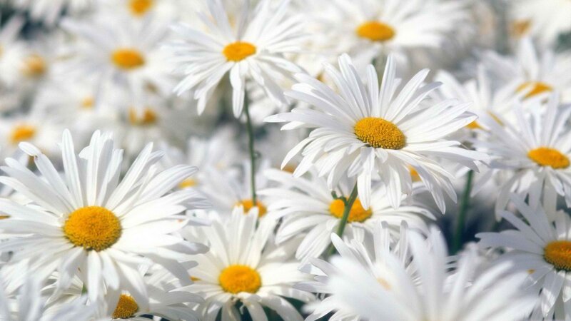 White daisies in a field