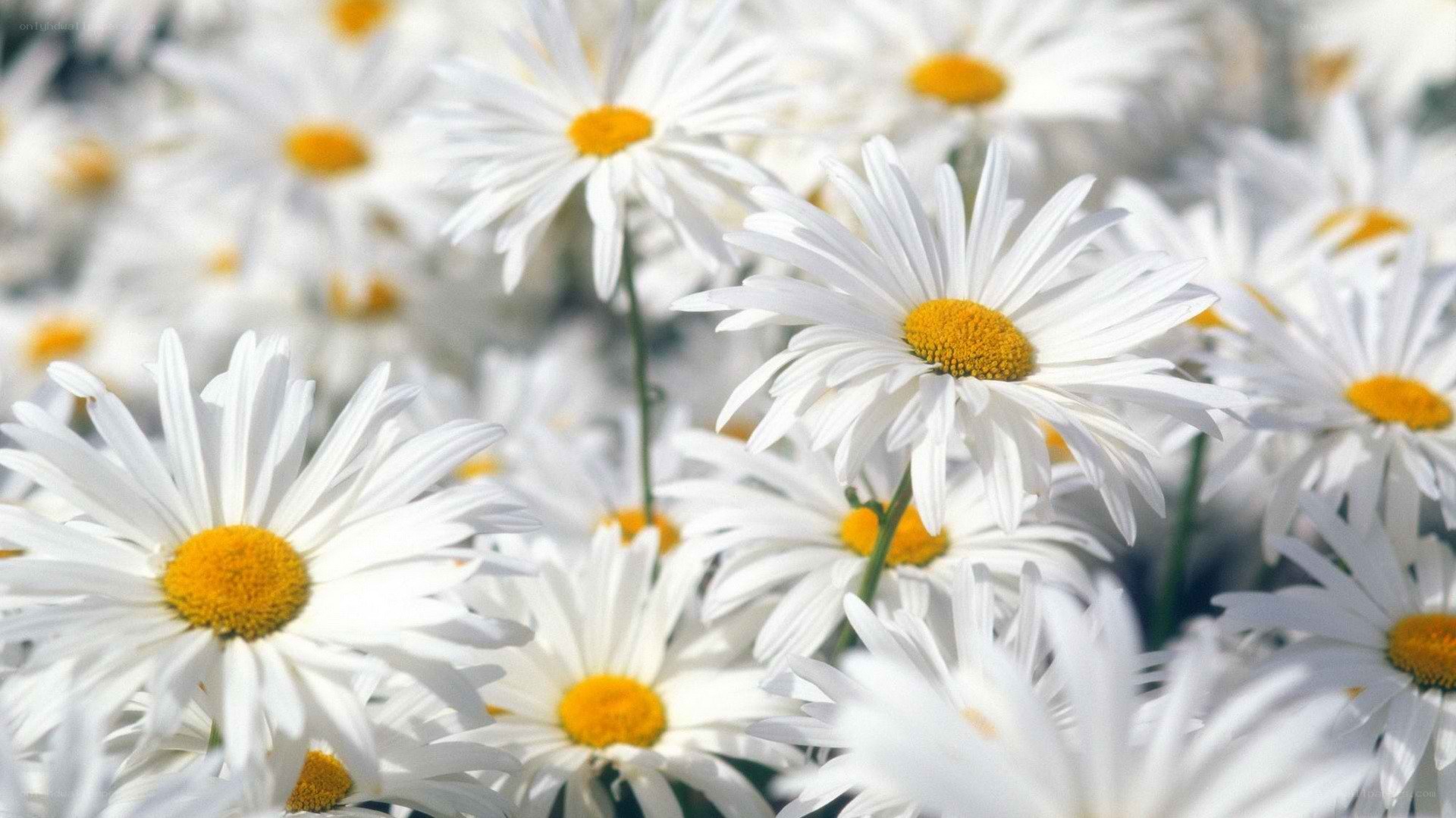 White daisies in a field