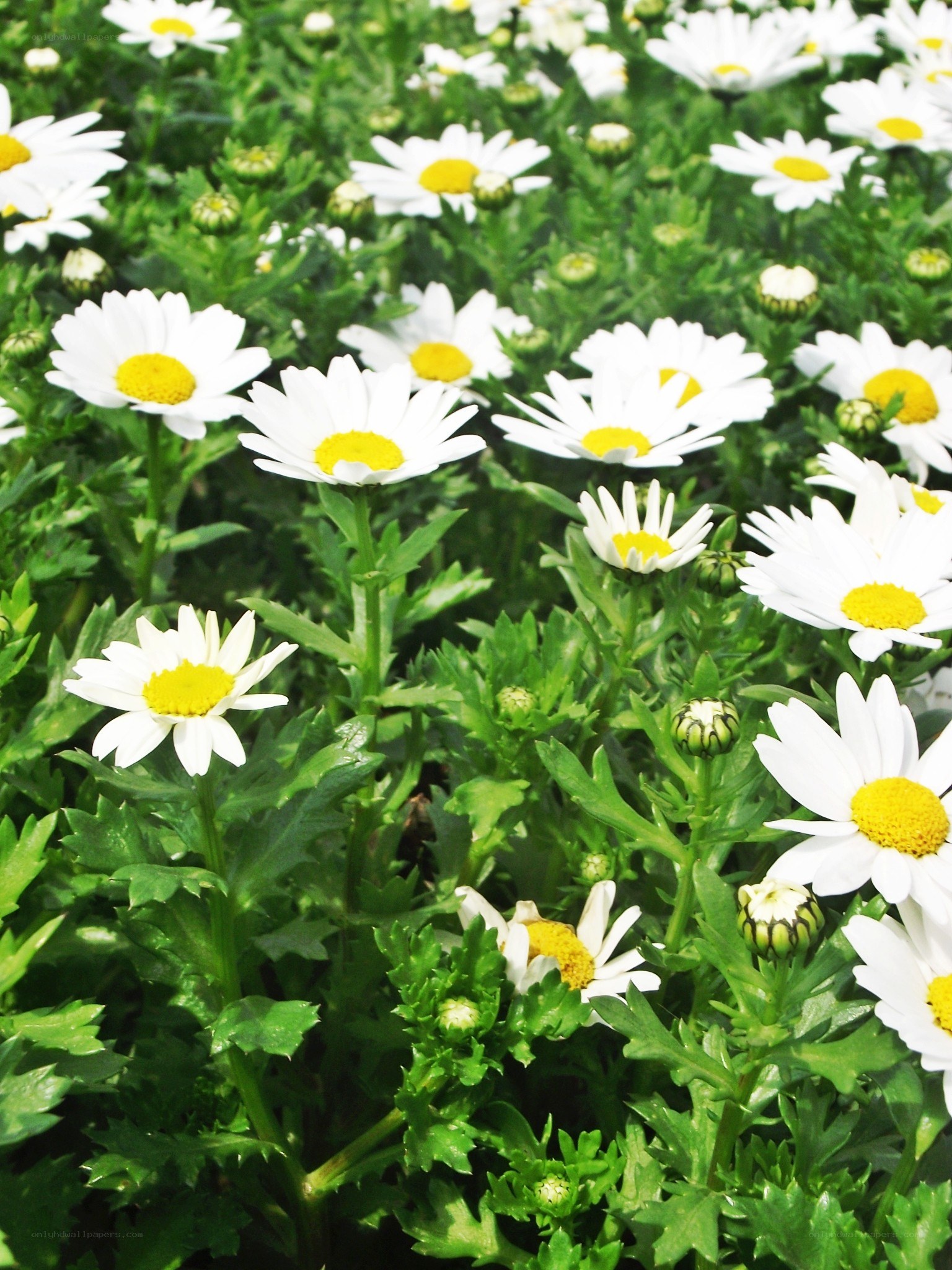 White daisies in a field
