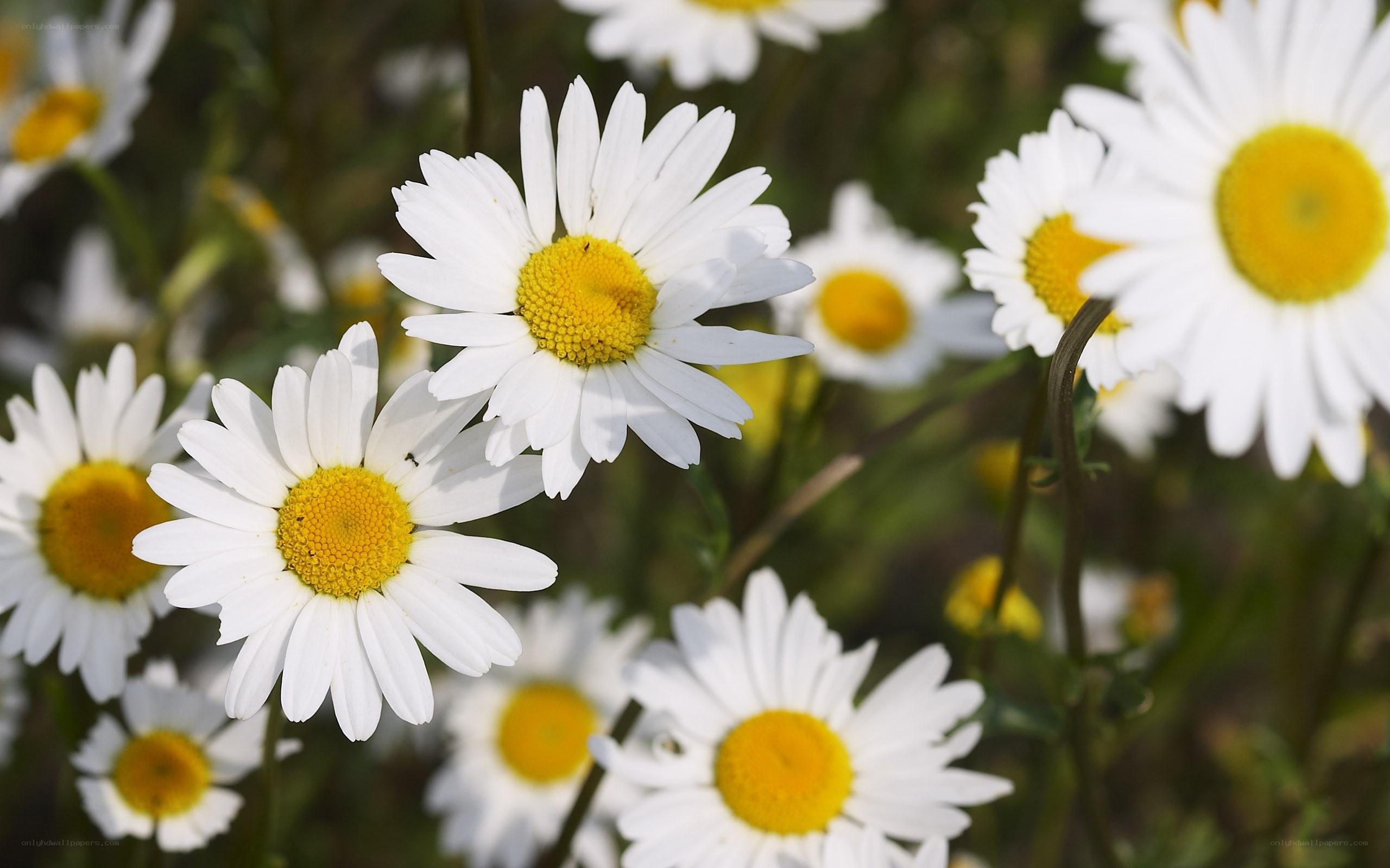 White daisies in a field