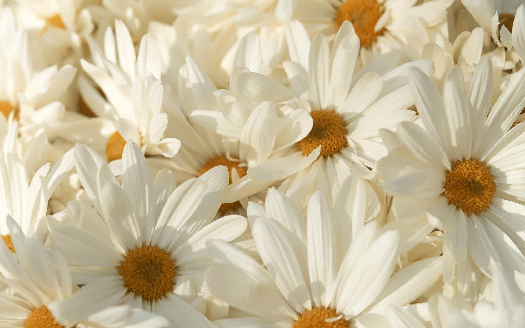 White daisies in a field