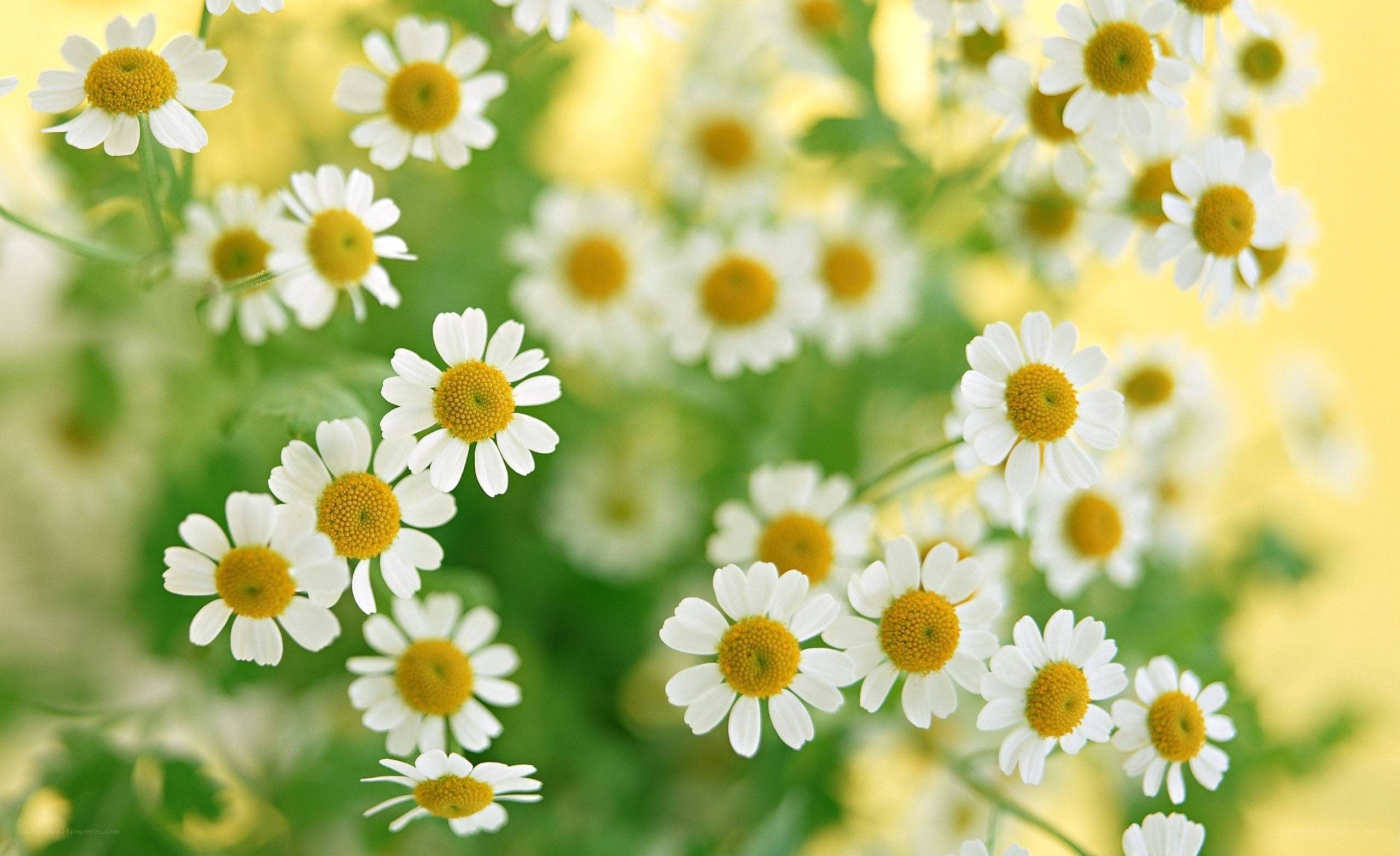 White daisies in a field