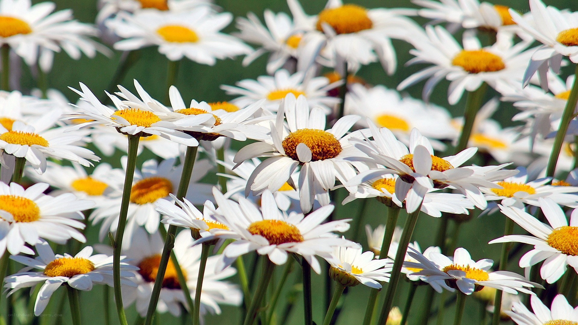 White daisies in a field