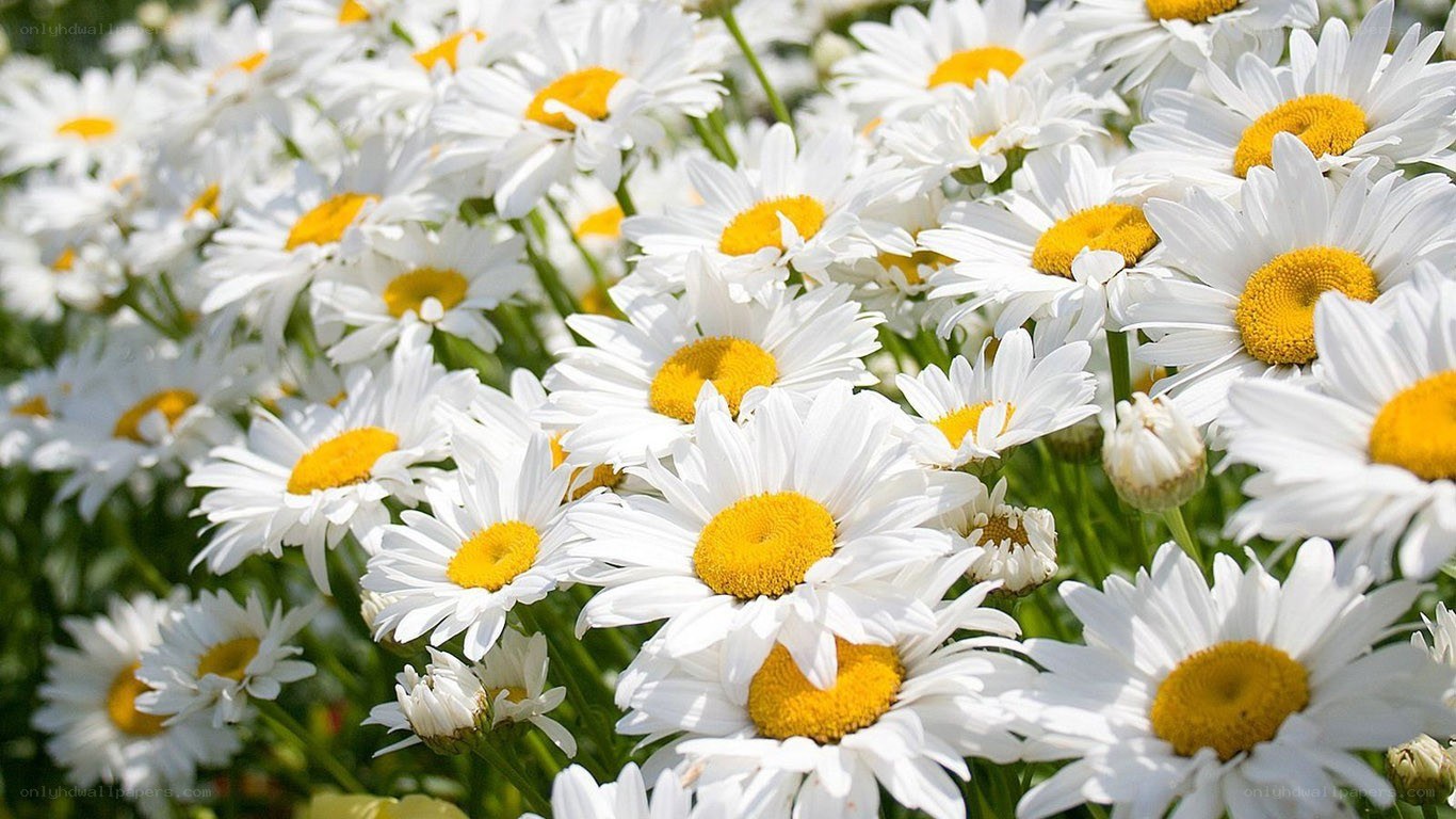 White daisies in a field