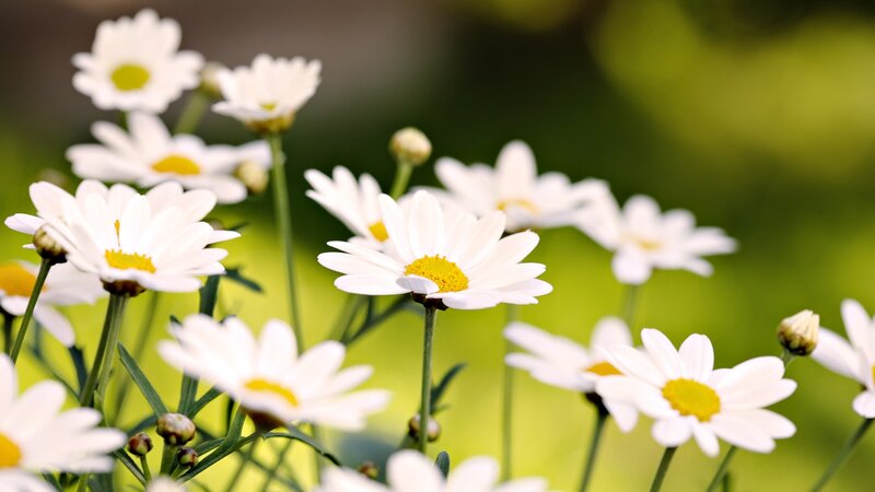 White daisies in a field