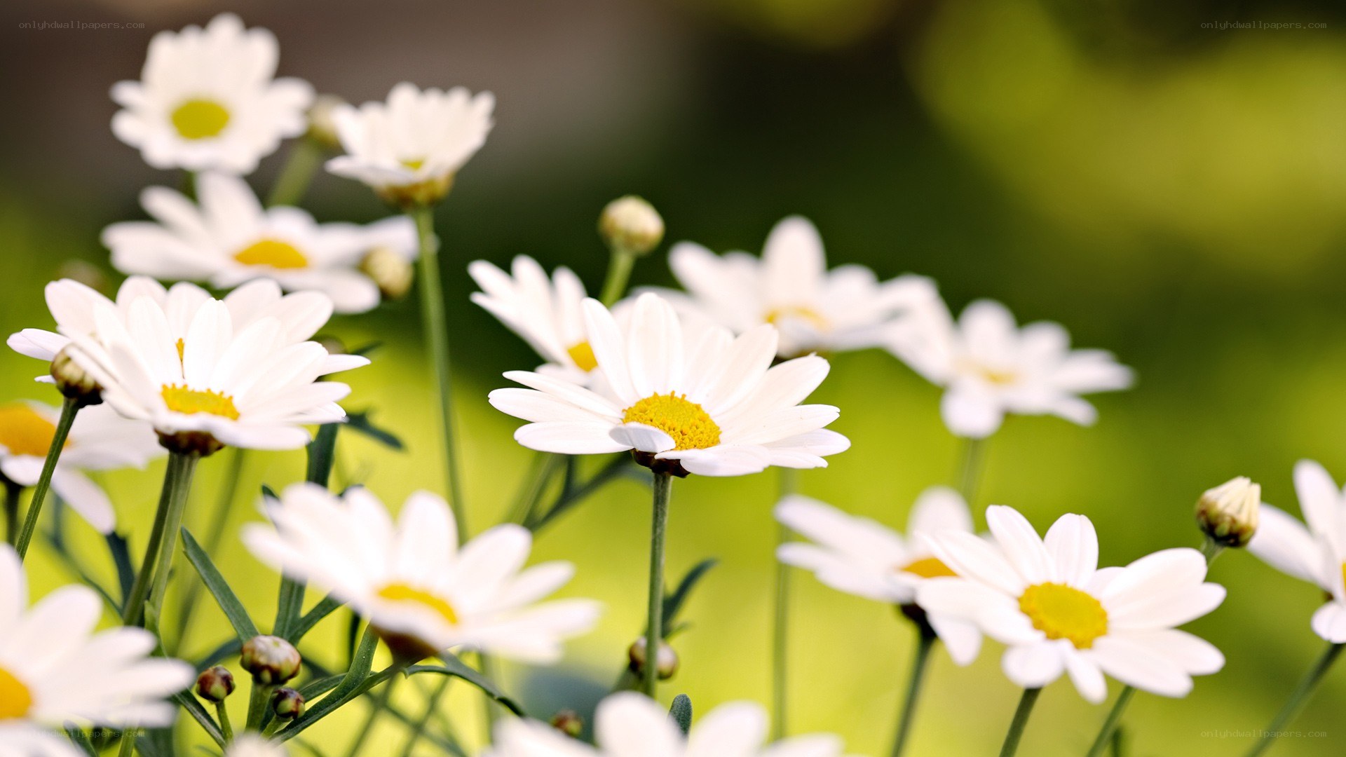 White daisies in a field
