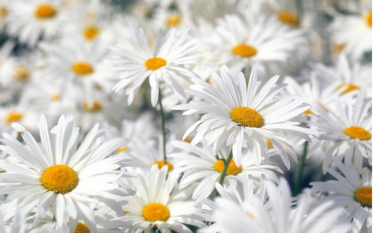 White daisies in a field