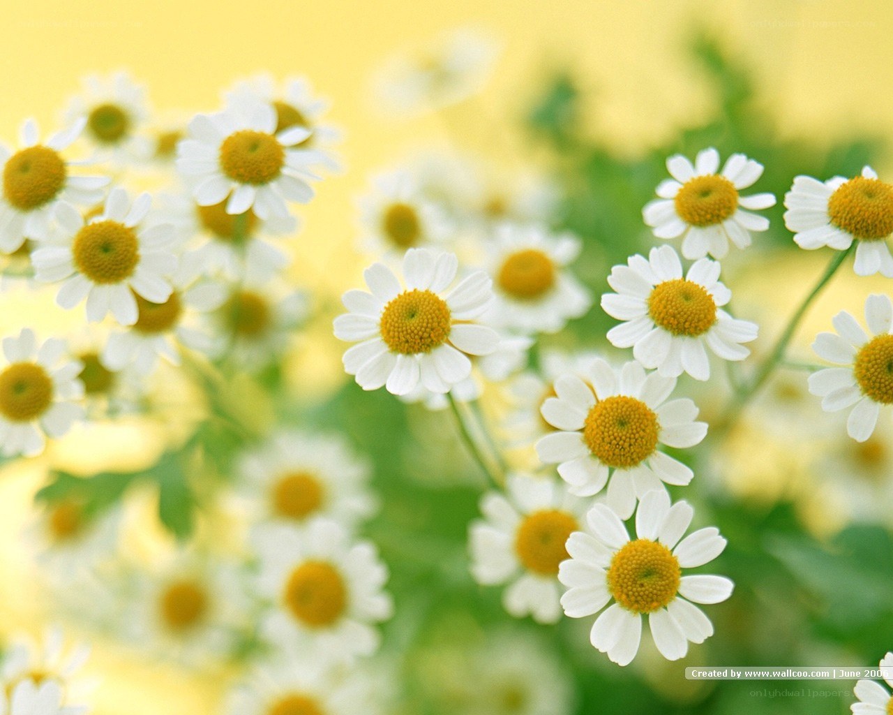 White daisies in a field