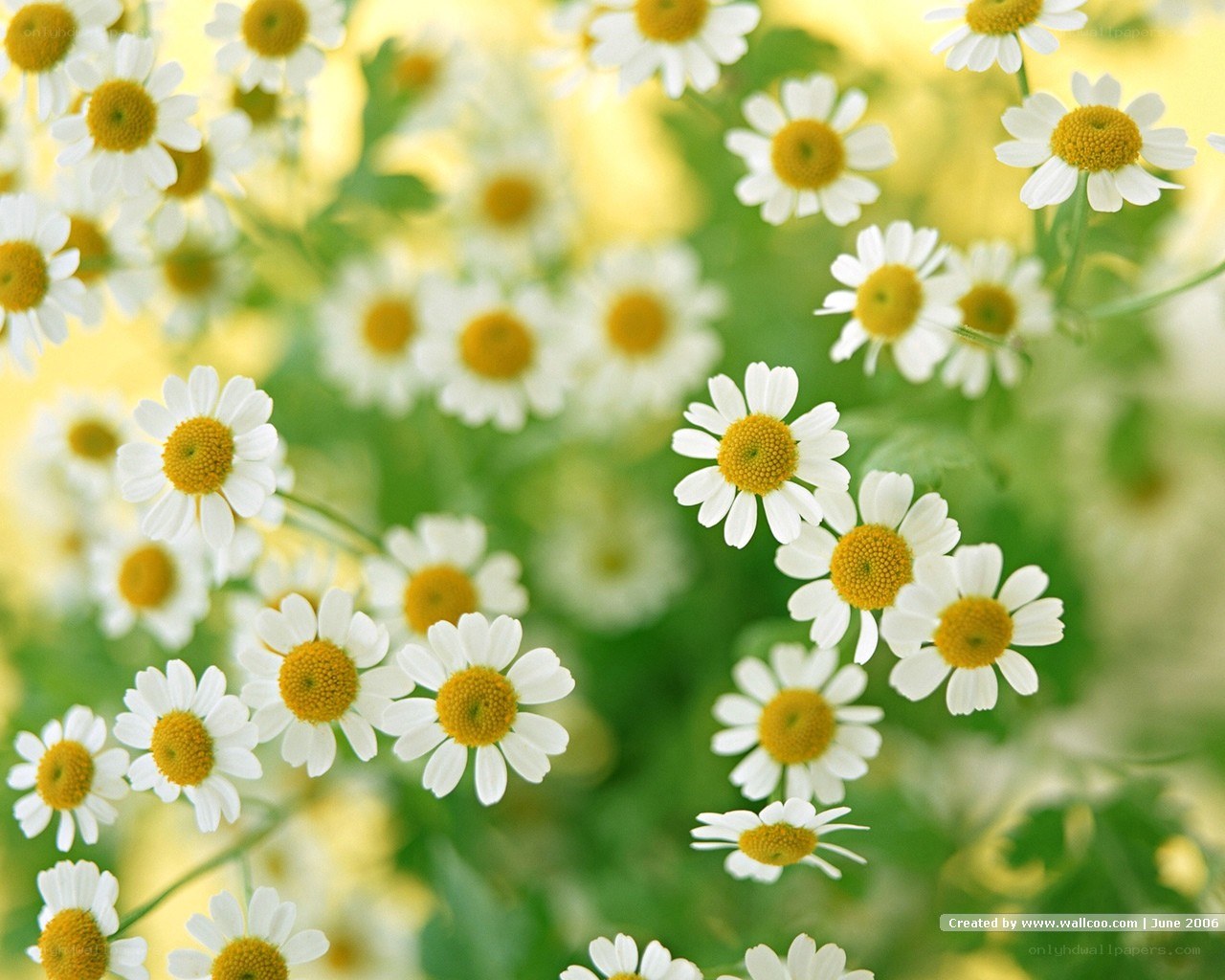 White daisies in a field