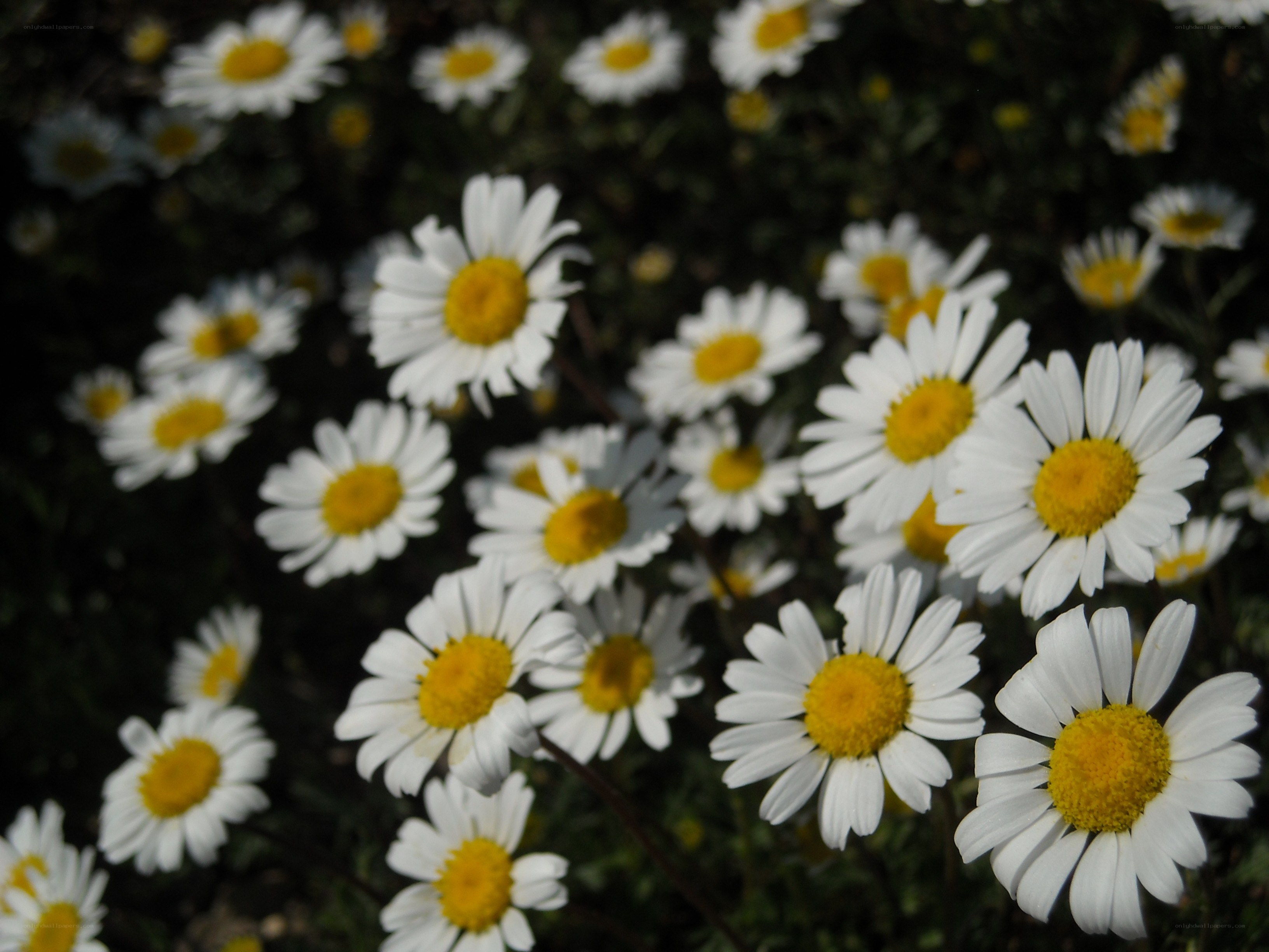 White daisies in a field