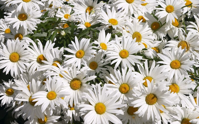 White daisies in a field