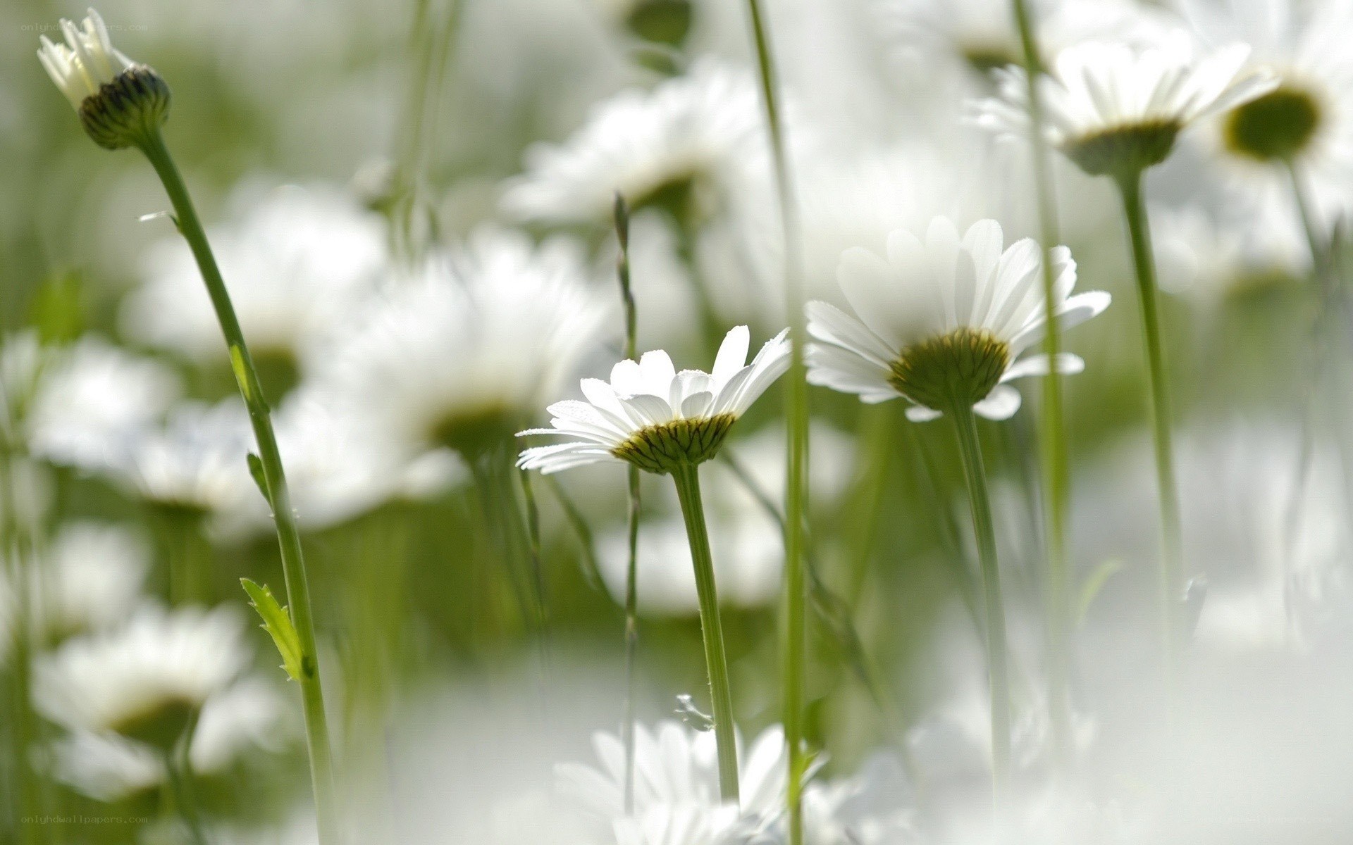 White daisies in a field