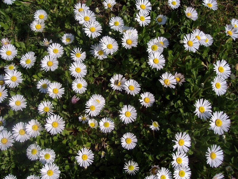 White daisies in a field