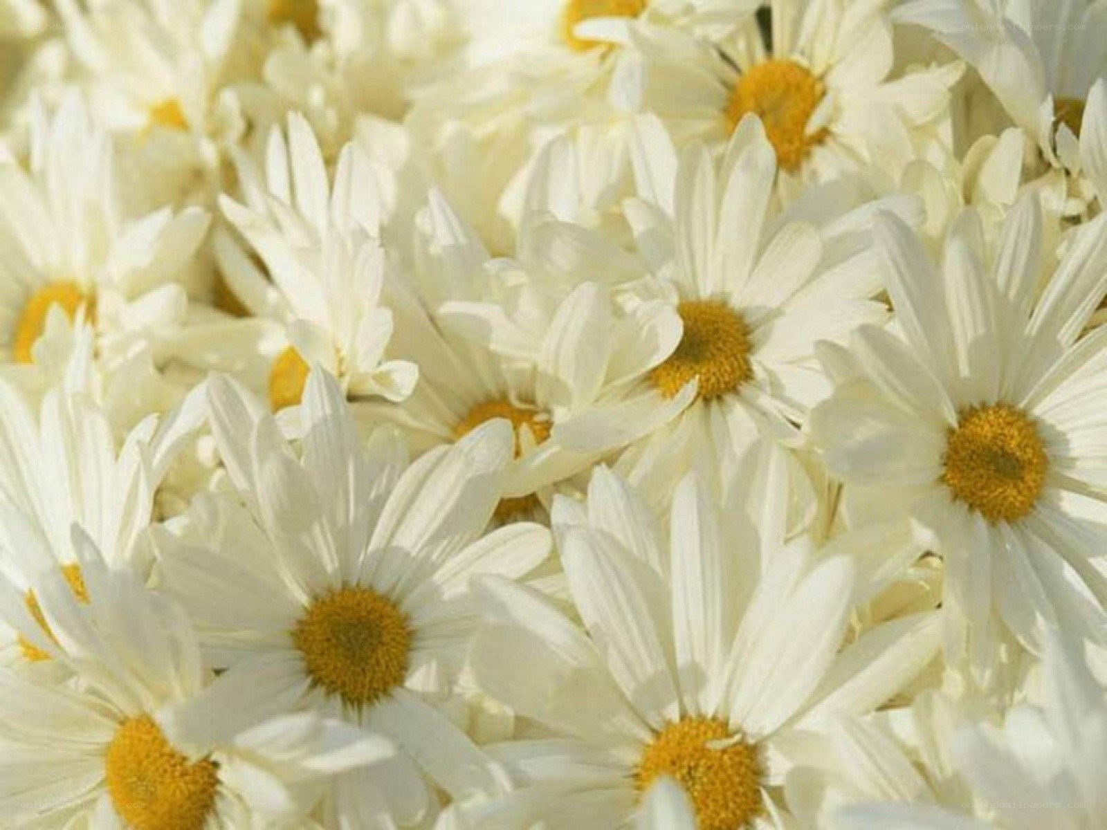 white daisies in a field
