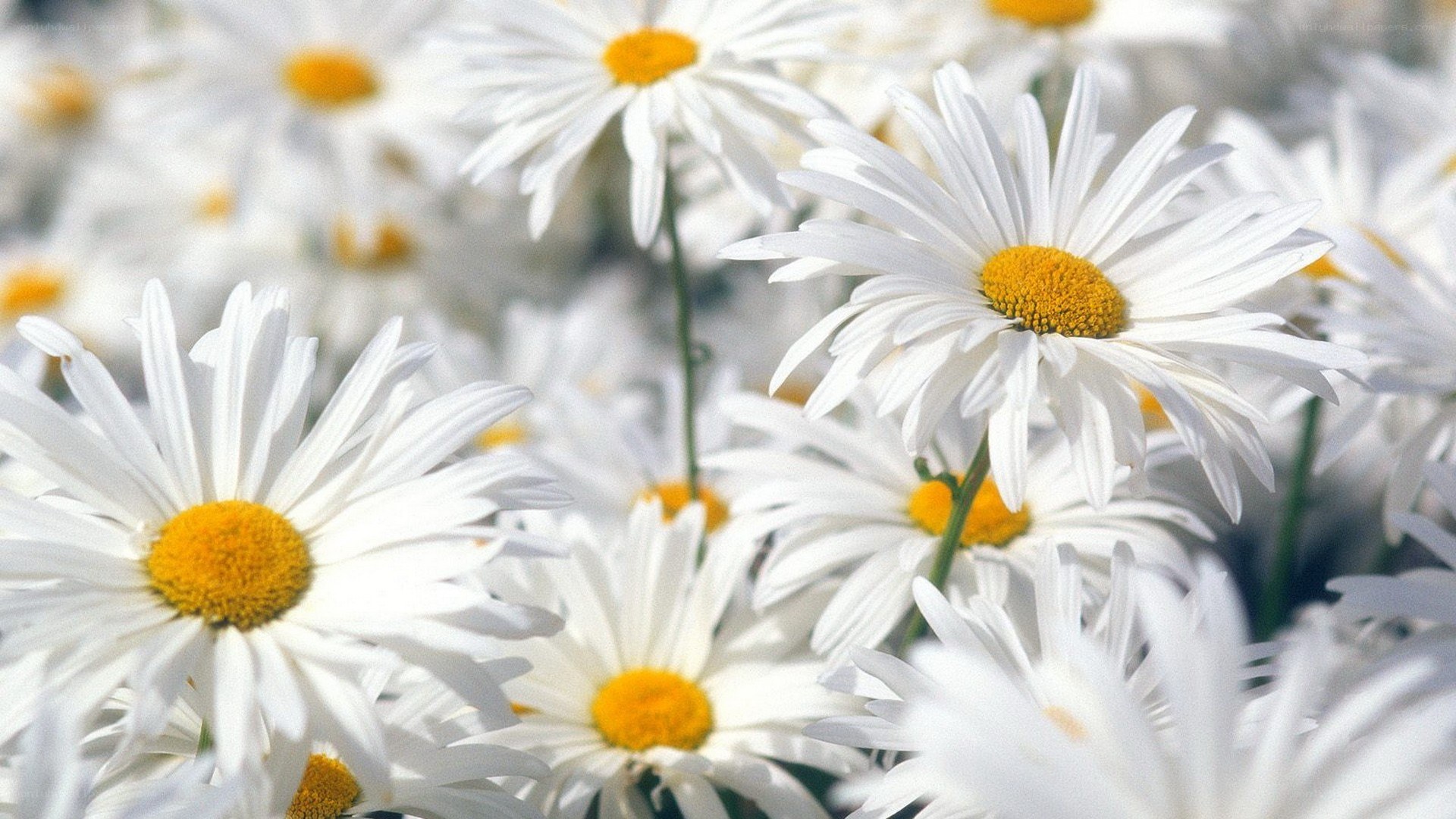 White daisies in a field