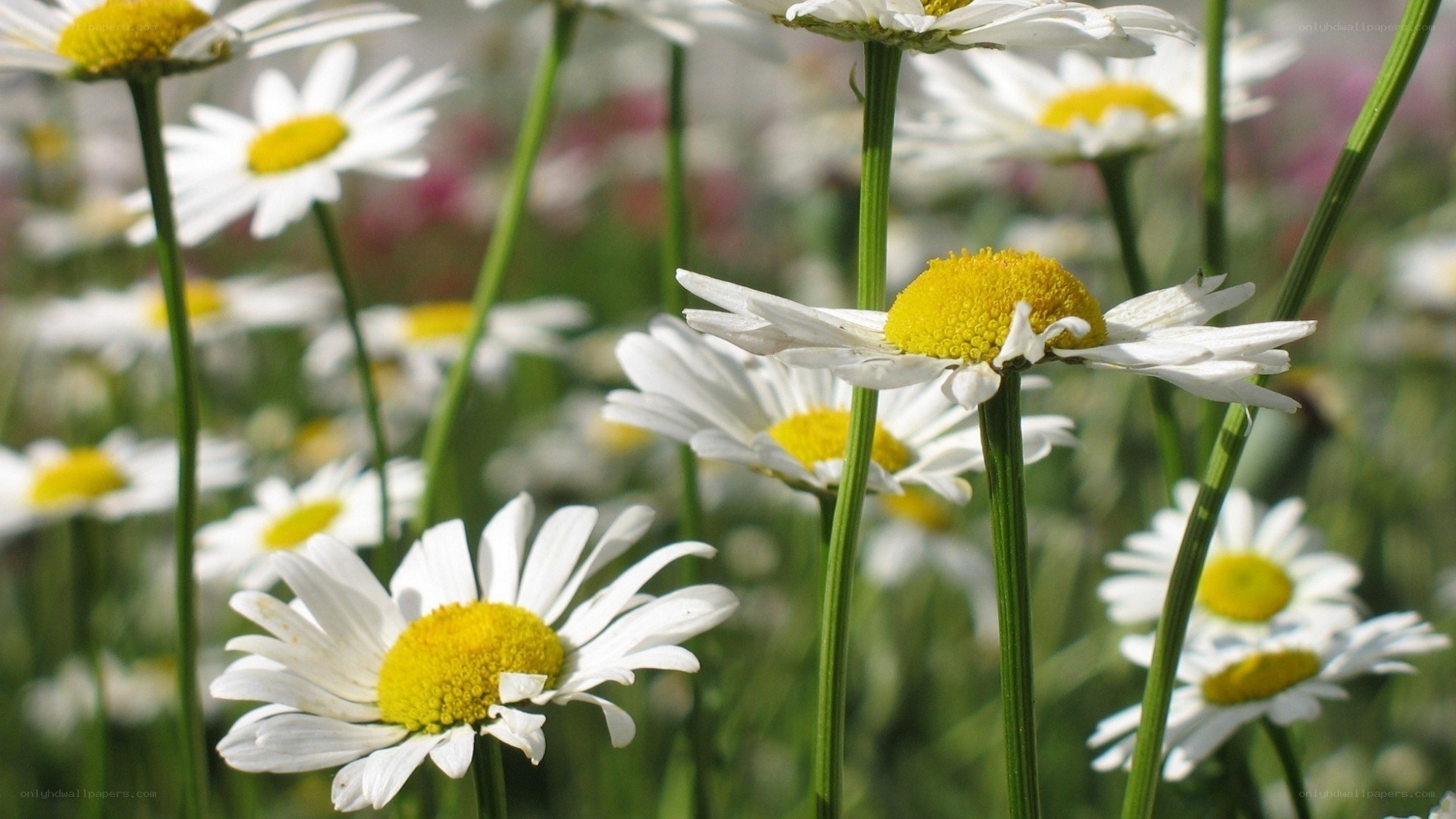 White daisies in a field