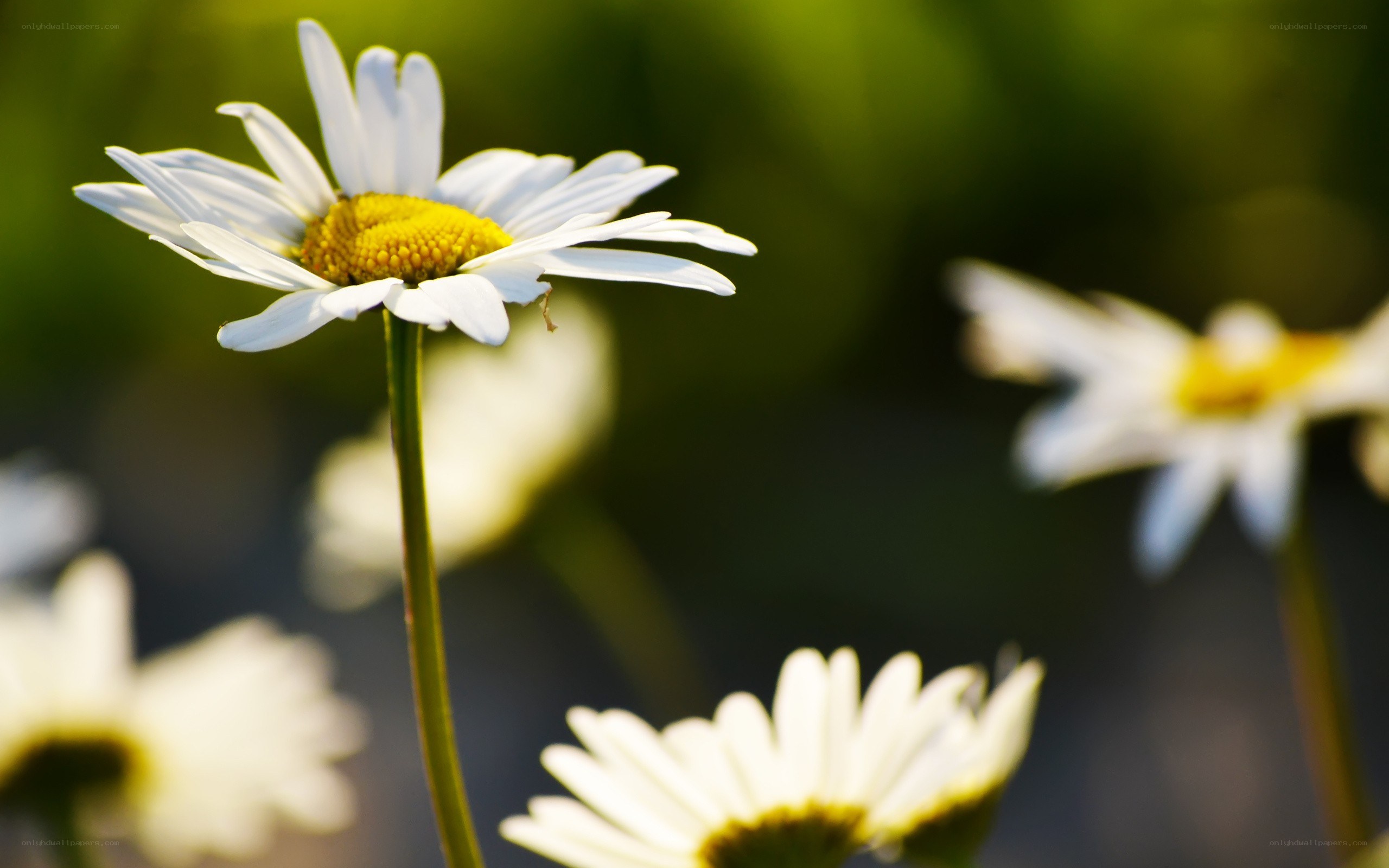 White daisies in a field