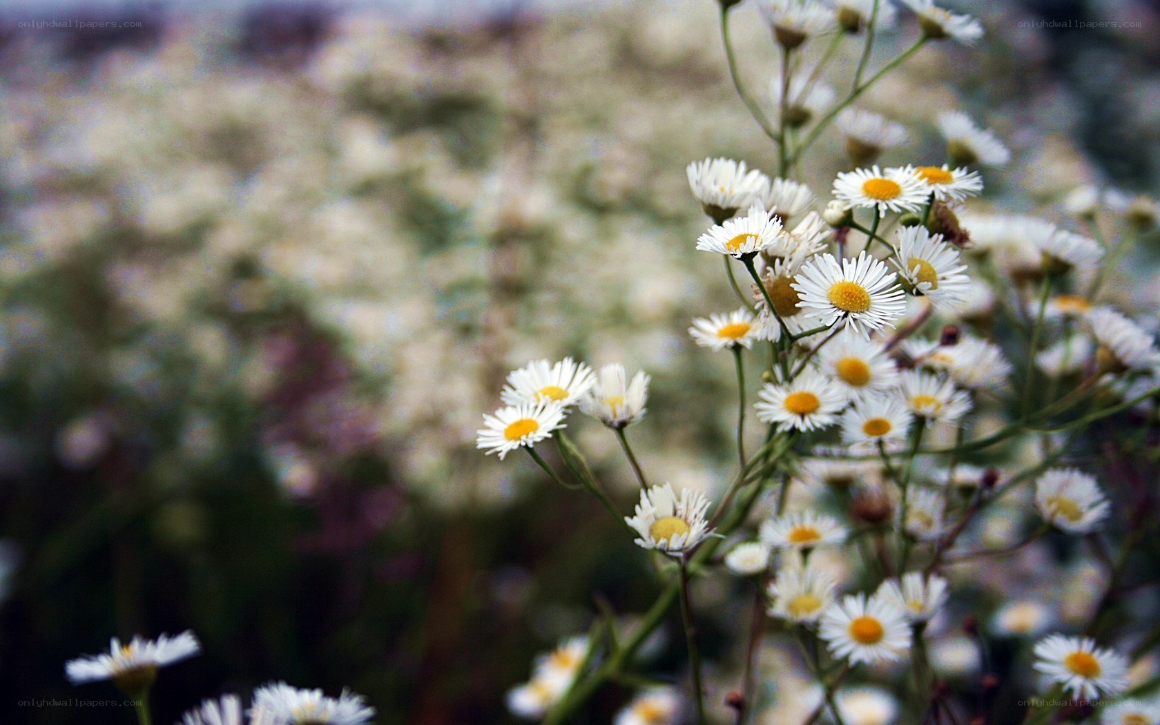 White daisies in a field