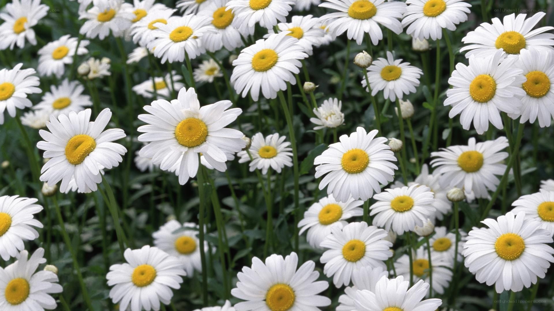 White daisies in a field