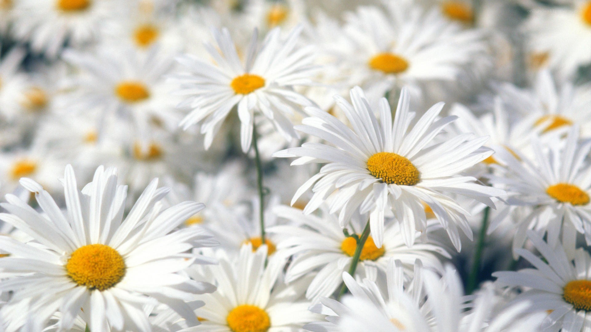 White daisies in a field