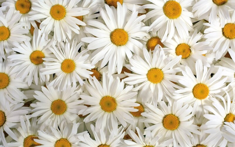 White daisies in a field