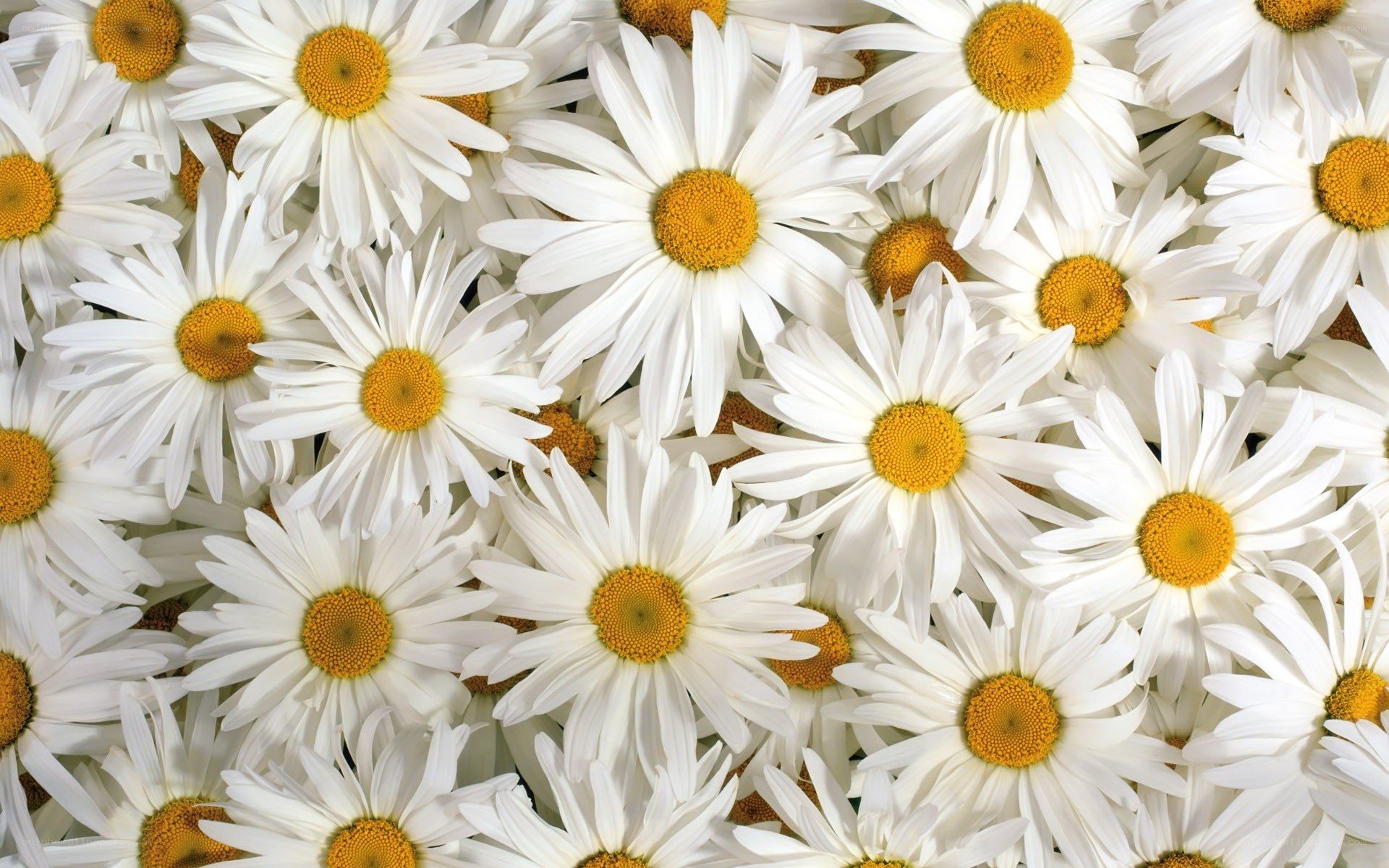 White daisies in a field