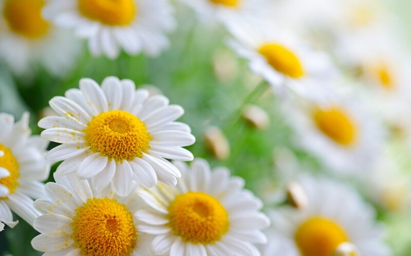 White daisies in a field