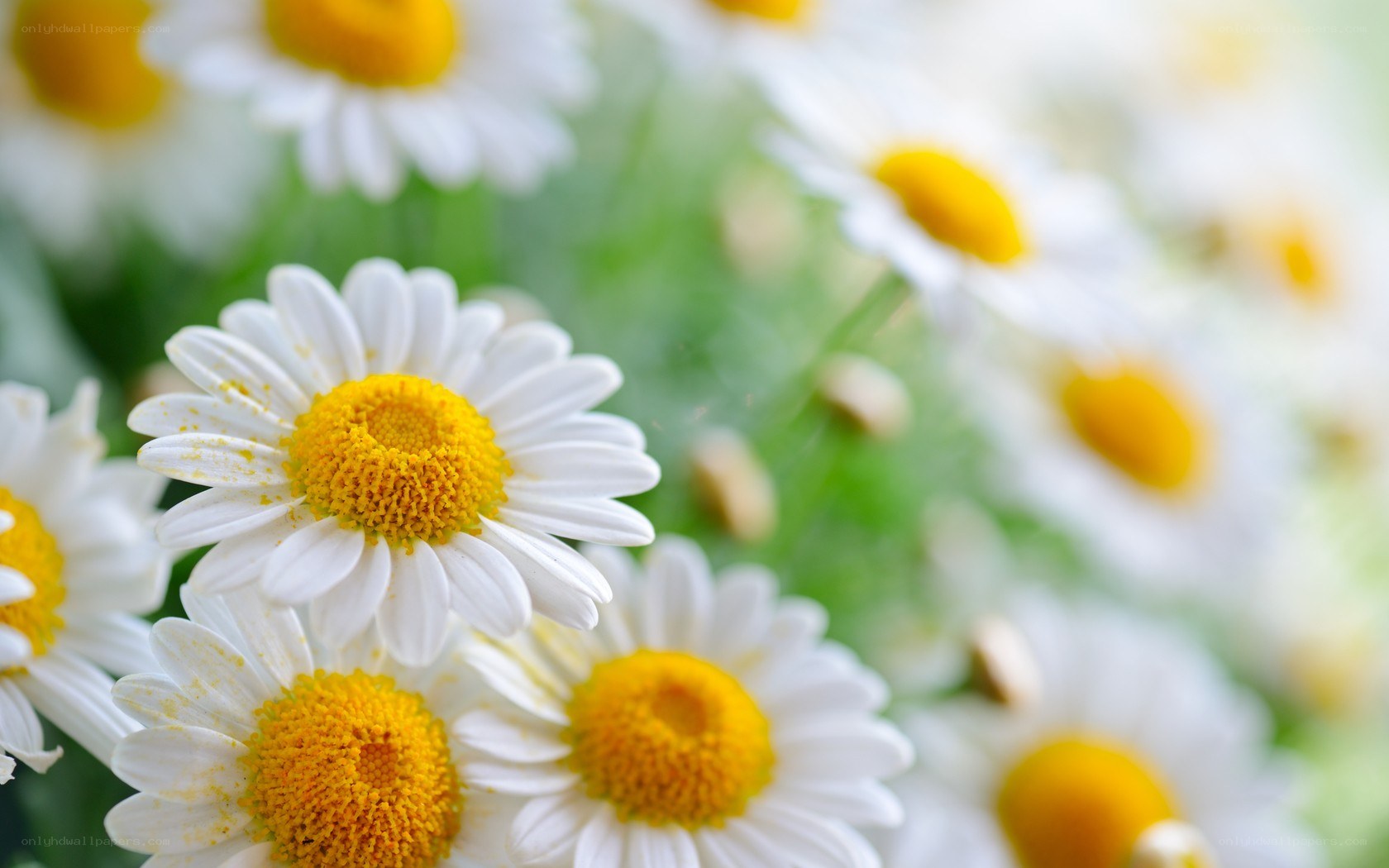White daisies in a field