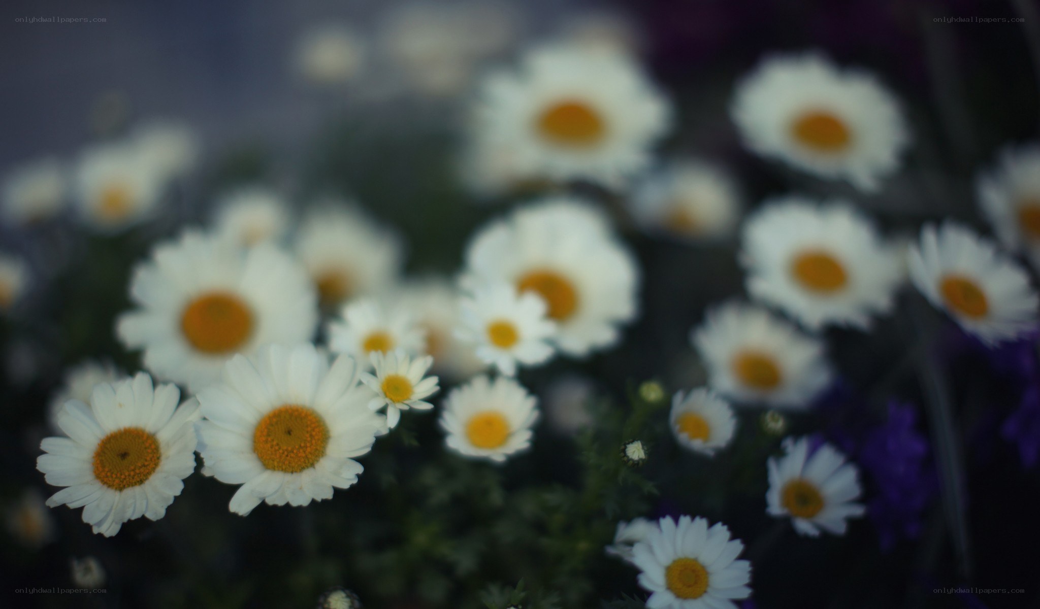 White daisies in a field