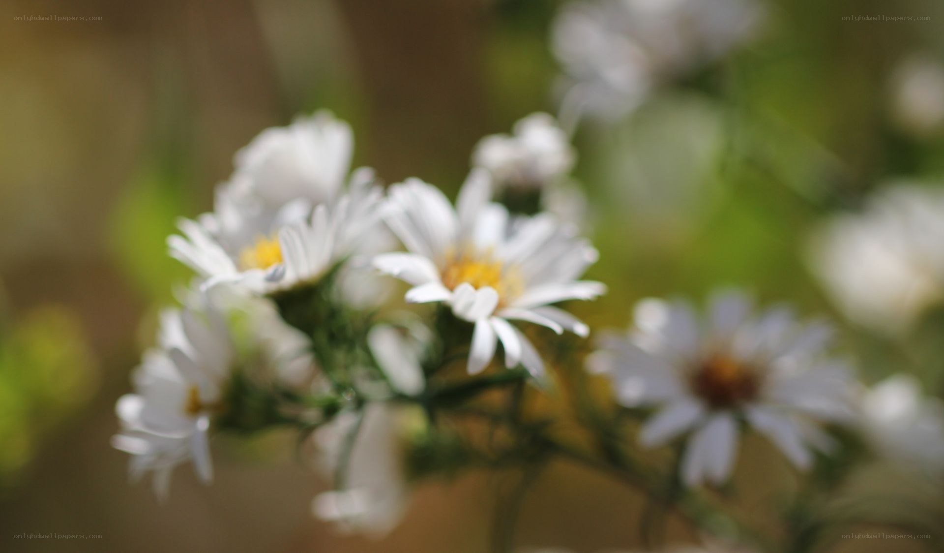 white daisies in a field