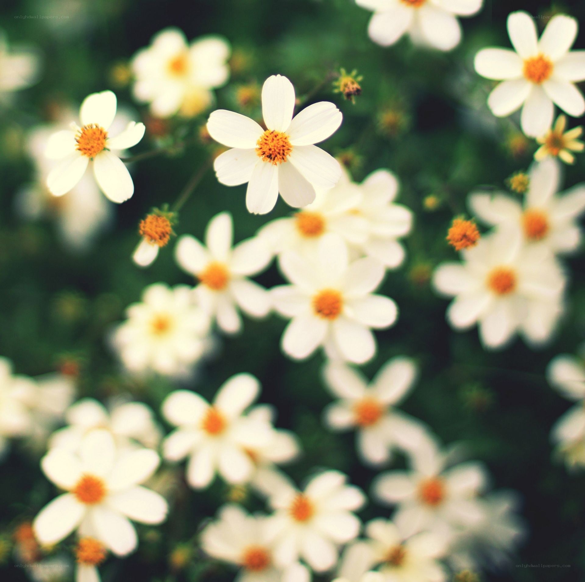 White daisies in a field