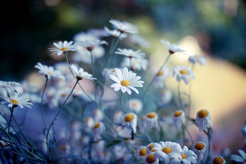 White daisies in a field
