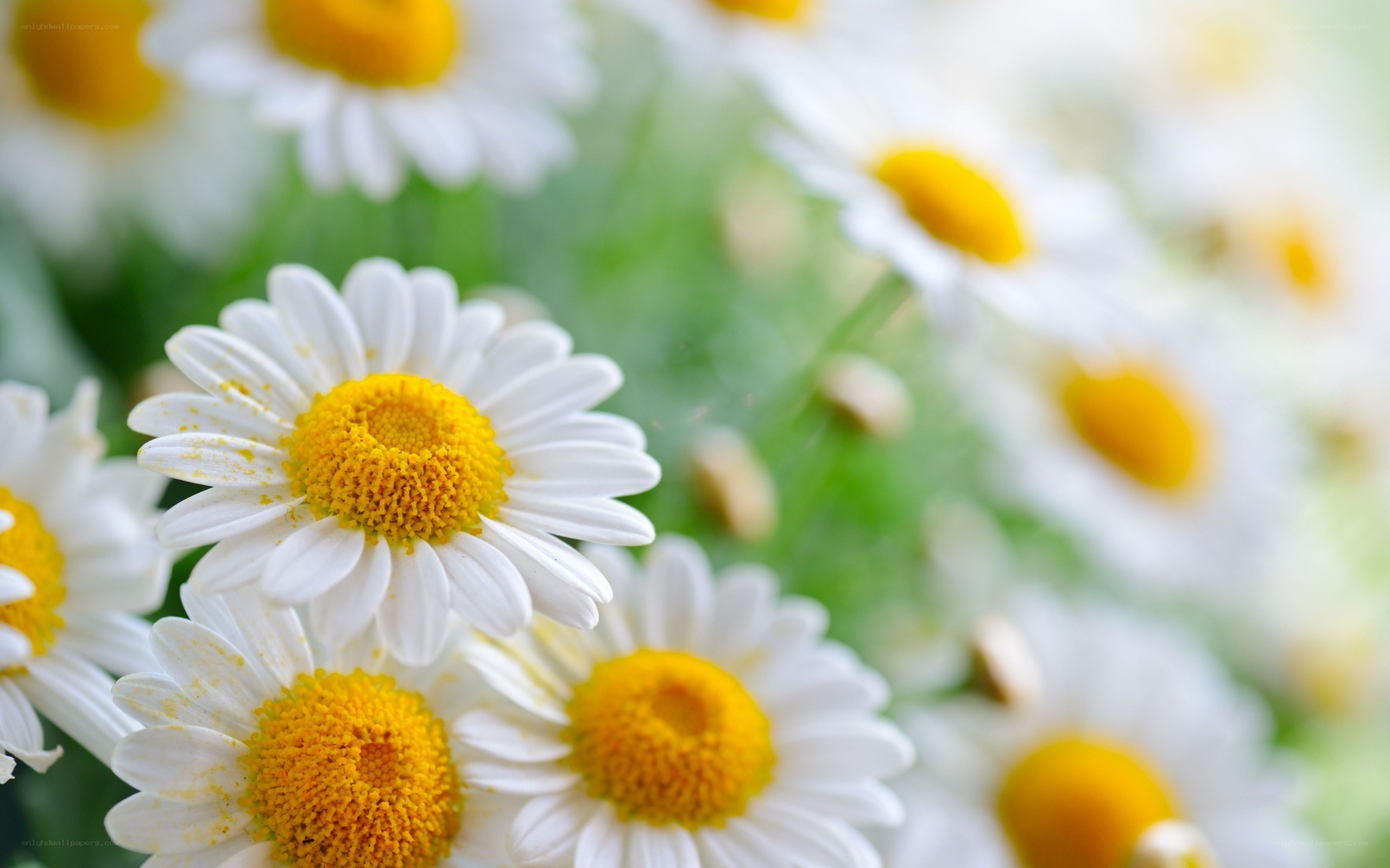 White daisies in a field