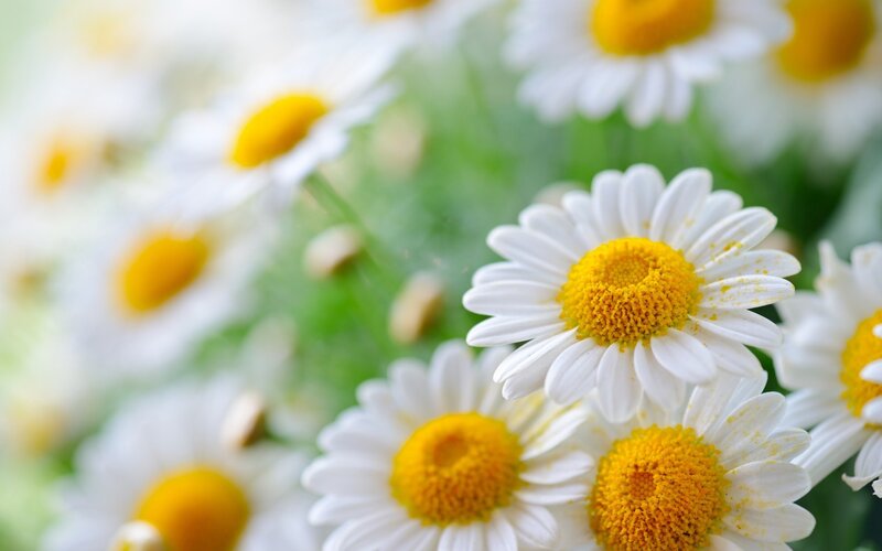 White daisies in a field