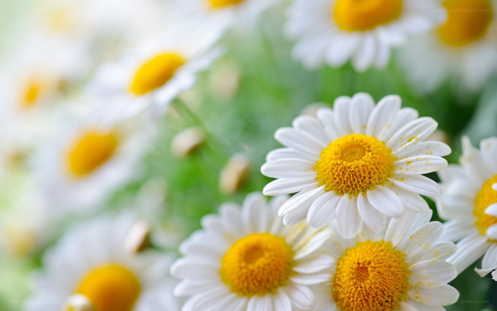White daisies in a field