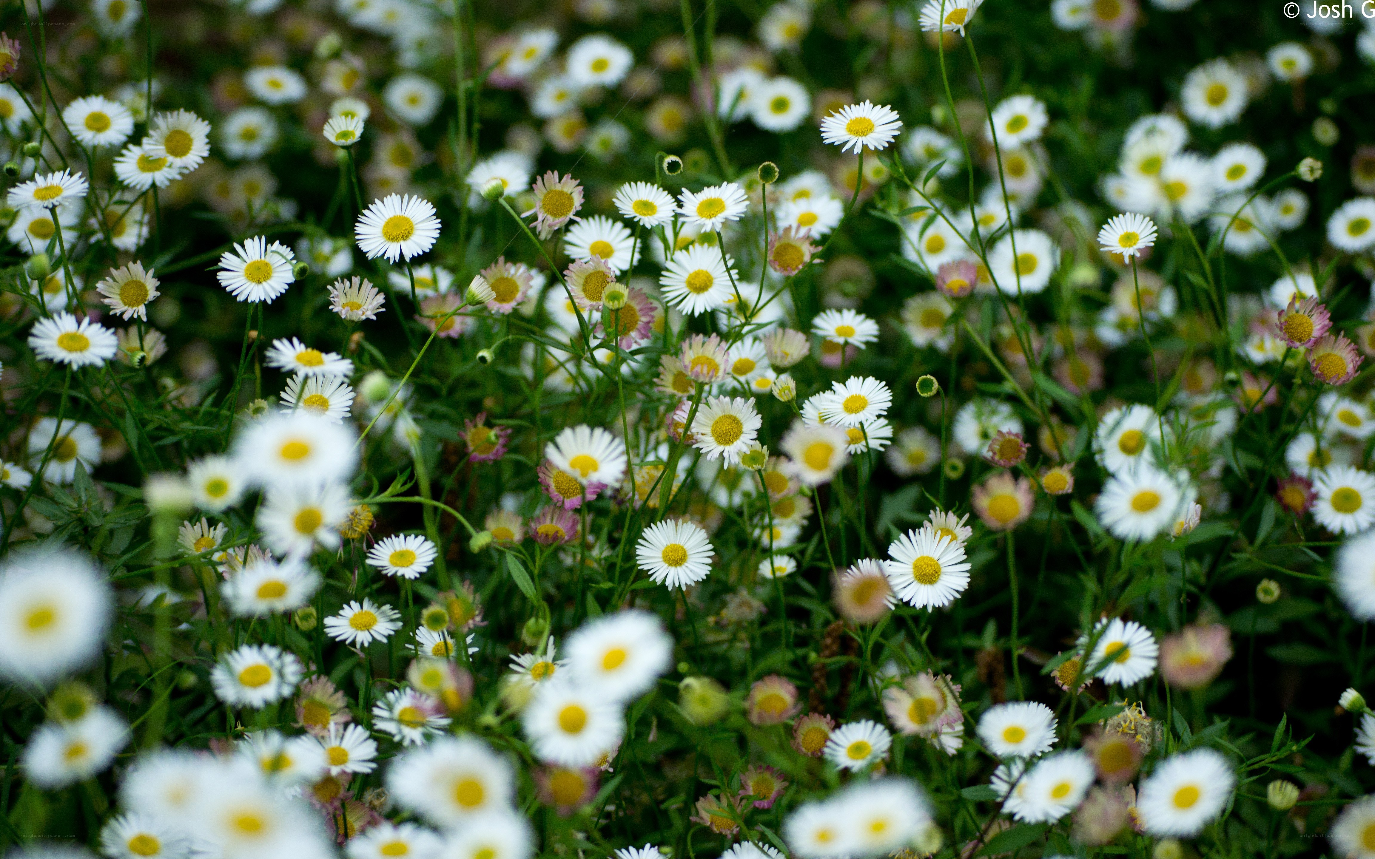 White daisies in a field