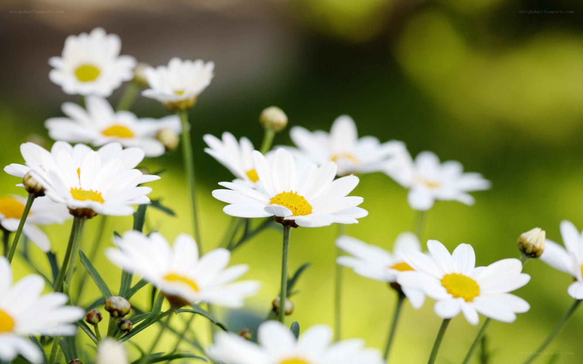 White daisies in a field