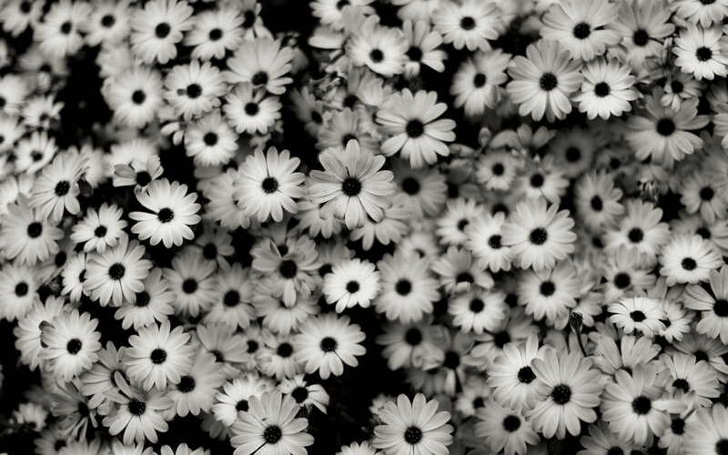 White Daisies in a Field — Black