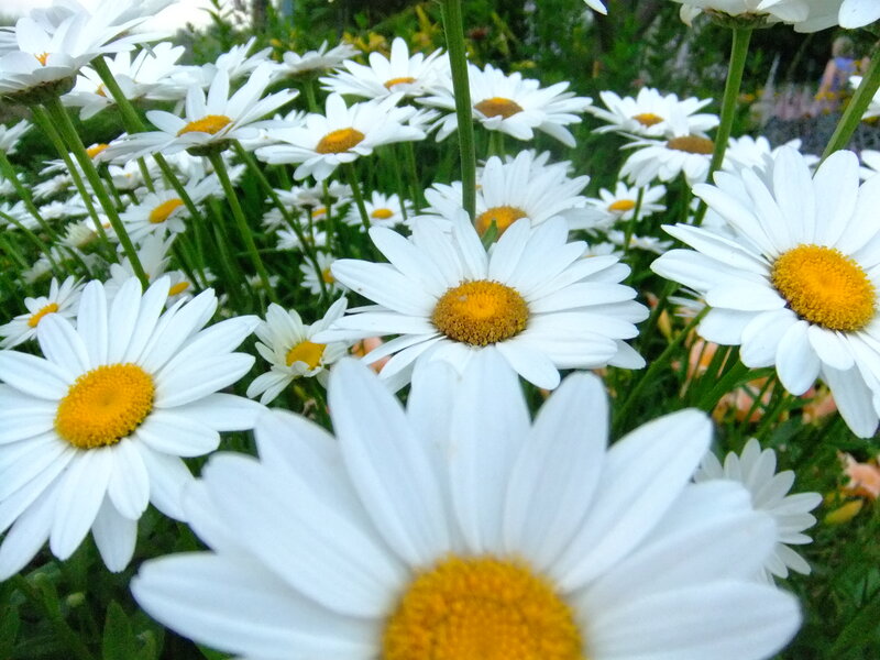 White Daisies in a Field — Calm, Afternoon, Photograph, Green Stems