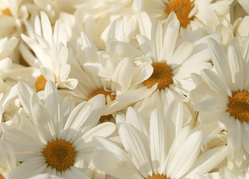 White Daisies in a Field — Calm, Afternoon
