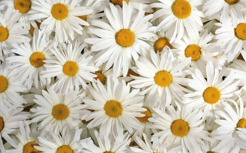 White Daisies in a Field — Calm, Photograph